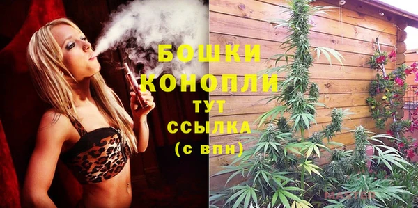 индика Ельня