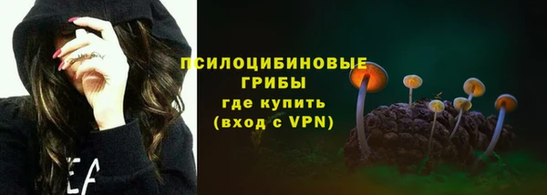 индика Ельня